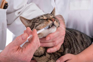 Cucumber verige v mačkah - kako zdraviti?